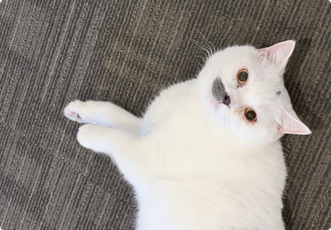 办公室里的白色猫咪
