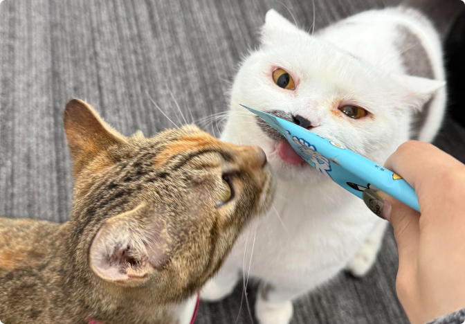 同事喂食办公室的两只猫咪